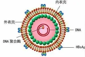 医生教你看乙肝病毒DNA检查单，其实很简单！记住这项数值是关键图片