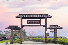 「茶干货」茉莉花茶你不知道的那些事图片