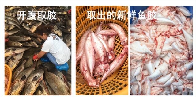鱼 花胶 鱼花胶的功效和作用