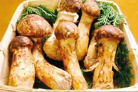 被称之为“菌中之王”的松茸价比黄金，补虚益气，吃好身体少生病图片