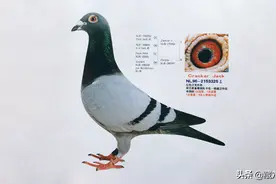 种鸽眼与赛鸽眼的区别和培育图片