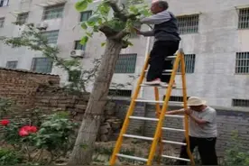 城区核桃大树“方块芽接”清香核桃的方法及综合管理技术要点图片