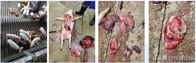 涓€鍒欎竾鑳藉師锛堝鏂规皑鍩洪吀锛夋敞灏勬恫璋冪悊寮变粩鐚殑瀹炶瘉妗堜緥