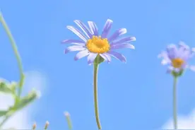 不惧孤独的星座，华丽的蜕变后，迎来优雅的绽放图片