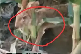 河南一大爷玉米地“守株待兔”活捉一只野兔，网友：故事没骗人图片