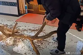 山西长治女子随口一句猫喜欢爬树，父亲立刻上山锯树制作攀爬架图片