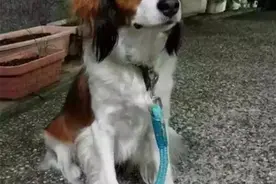 狗狗的生命中大部分时间都是在等待中度过的，看到最后泪崩了图片