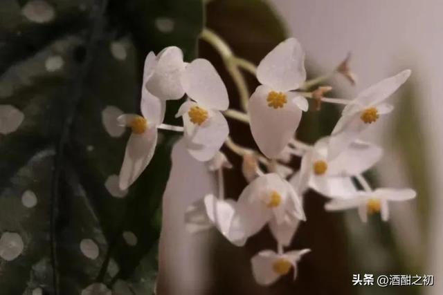 散文：情殇