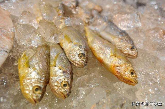 黄花鱼花胶多少钱一斤 黄花鱼胶价格