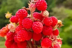 大山的瓢子「野草莓」熟了图片