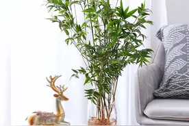 米竹日常养护，桌上盆景竹，气质清雅，是书房和茶室的好物图片