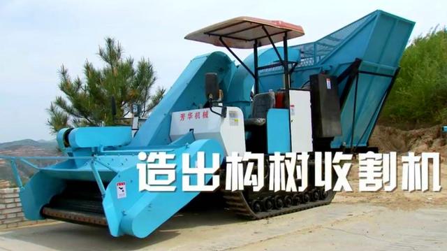 山西矿老板改行进荒山种奇树，被骂“有病”，结果3年赚5000万