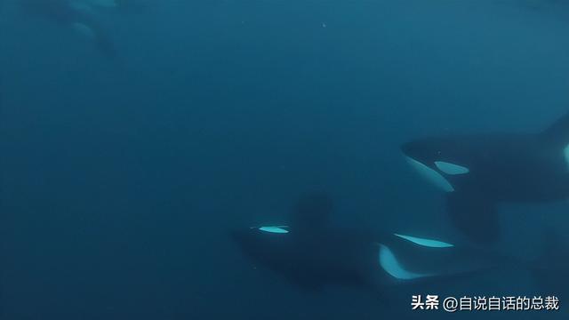 熊猫：真实存在的上古恐惧，为什么只有人类觉得大熊猫很可爱？