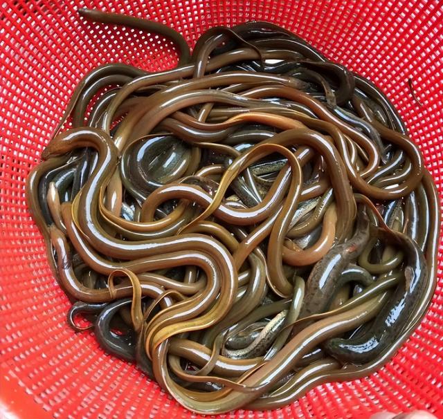老人说黄鳝血是大补，小伙去田里钓起大黄鳝，生喝血酒差点没命？