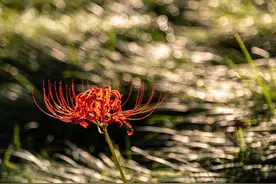 赏析：王菲的《开到荼靡》是什么含义，你真的听懂了吗？图片