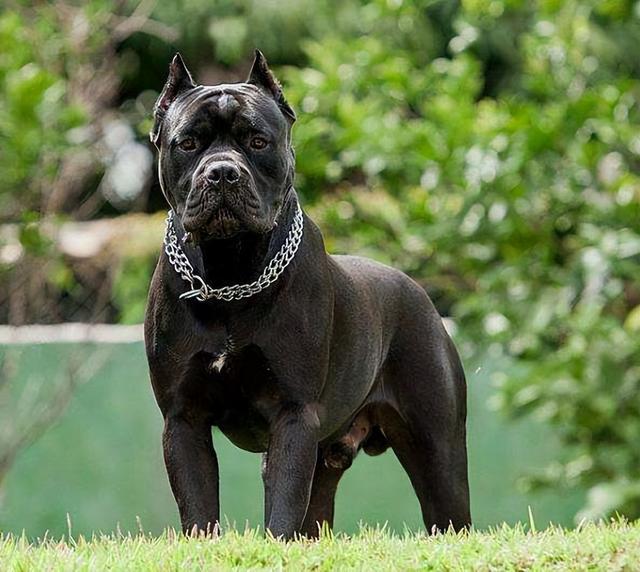 为什么不建议养"卡斯罗",浑身是缺点,不敢养