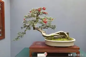 枸杞盆景的栽植管理方法与应注意事项图片