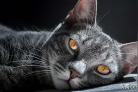 猫瘟的症状有哪些？图片