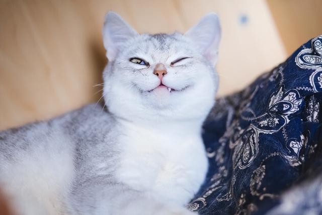 深度剖析犬猫真菌性皮肤病雷米高盐酸特比萘芬喷雾剂让治疗更轻松 自由新闻