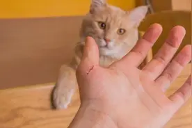 为什么不建议投喂流浪猫？被猫抓一下高烧14天，流浪猫有多危险？图片