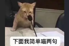 搞笑表情包｜下面我简单喵两句图片