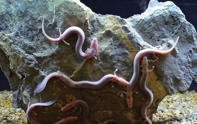 除12年一次的交配，其它时间都基本静止，它们是地球上最懒的生物