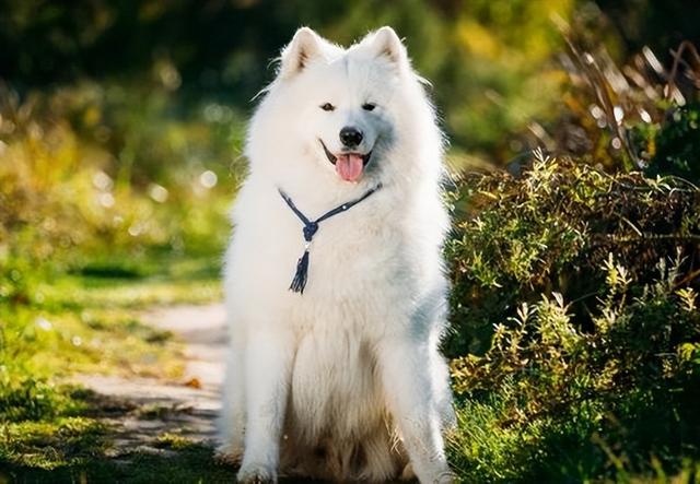 盘点7大"名贵狗",其中有两名来自中国