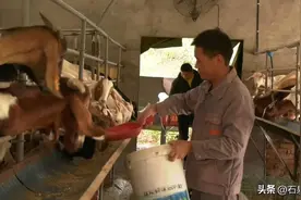 乡村振兴看石泉丨冯上林：回村养山羊 开启致富之路图片