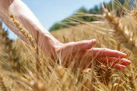 从“大粮仓”迈向“大厨房” 粮食产业链条加快延伸——记者实探第五届中国粮食交易大会图片