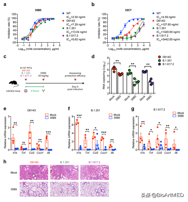 陈志伟等揭示新冠受关注变异株“全谱”中和单抗的作用机制