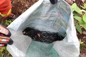 普洱一村寨蛇窝有32条眼镜王蛇，多次在附近居民家中出现，消防救援人员：1条大蛇31条小蛇，均已放生图片