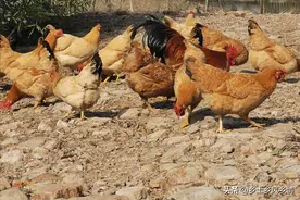 如何辨别真假土鸡蛋，看这几点就行，学会再也买不到假货了图片