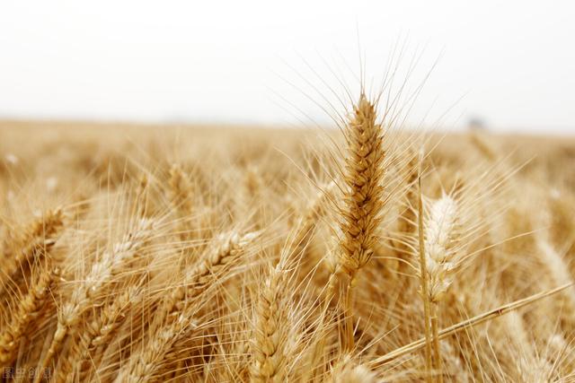 河南60亩小麦疑因药害绝产，“万能除草剂”甲基二磺隆是宝还是害