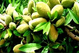 巴旦木是桃子核还是杏子核，究竟是什么植物？图片