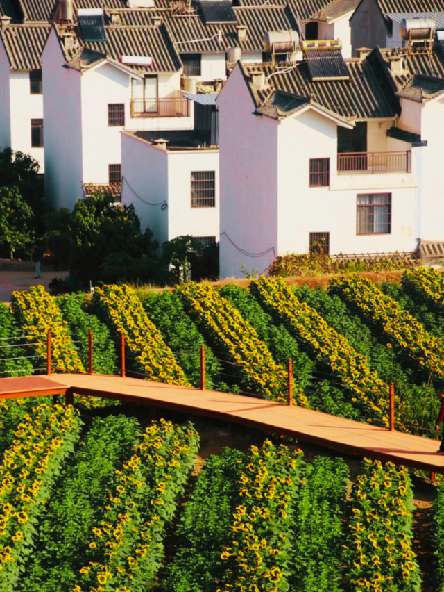 有一种叫云南的生活｜收藏！冬游楚雄最全打卡线路，带你玩转暖冬