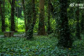 好浪漫！萤火虫林间起舞似星河图片