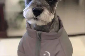 养雪纳瑞之前，先了解它的优缺点，再决定养不养图片