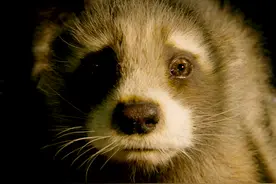 这才是“火箭浣熊”完整的故事：从起源到终结？图片