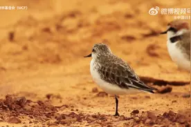 萌鸟仅存约700只全球告危图片