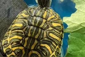 养龟这六大禁忌，无论什么时候都不会过时图片