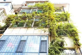 葡萄藤爬上五层楼 窗一开：赏绿解馋图片