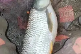 用这种方法在黑坑钓草鱼，塘主都怕哭了图片