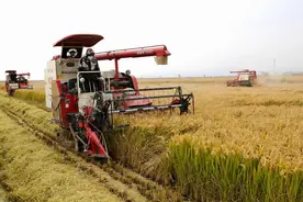 稳了！我国粮食总产量再创新高，连续7年保持在1.3万亿斤以上图片