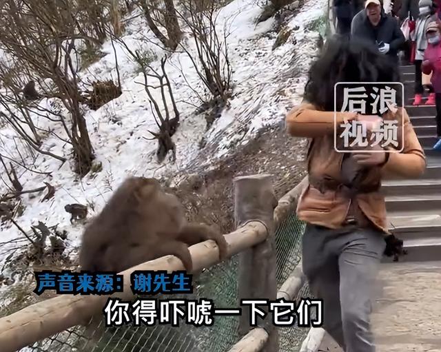 男子回应和峨眉山猴子“互殴”