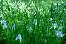 【靓】到通渭！共赴马莲花之约！图片