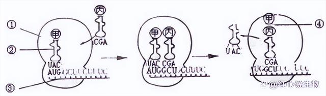 高中生物-基因的本质与表达