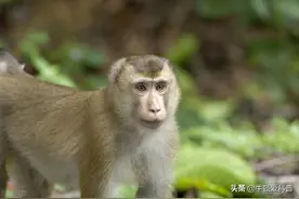印度猴子为子复仇，摔死250只狗，上演现实版美猴王大战哮天犬图片