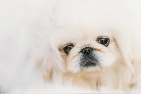 宠物奇闻：京哈儿公主和小恶犬的趣事图片