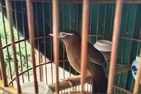 解决培养画眉生头的难度图片