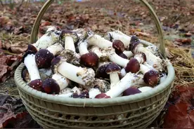 新春走基层丨从化红松茸成熟上市啦！快把这份鲜美带回家~图片